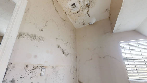 Mold Documentation for Insurance Claims in New Kingman Butler, AZ