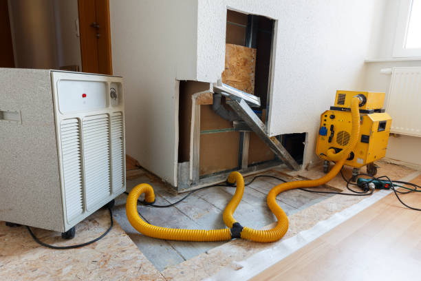Professional Mold Removal in New Kingman Butler, AZ